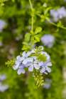 Centro District, Cordoba, Andalusia, Spain. Light purple flowers on a green background. Art Print